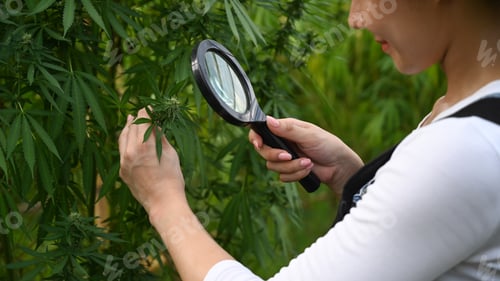 Preview: Business agricultural cannabis farm.