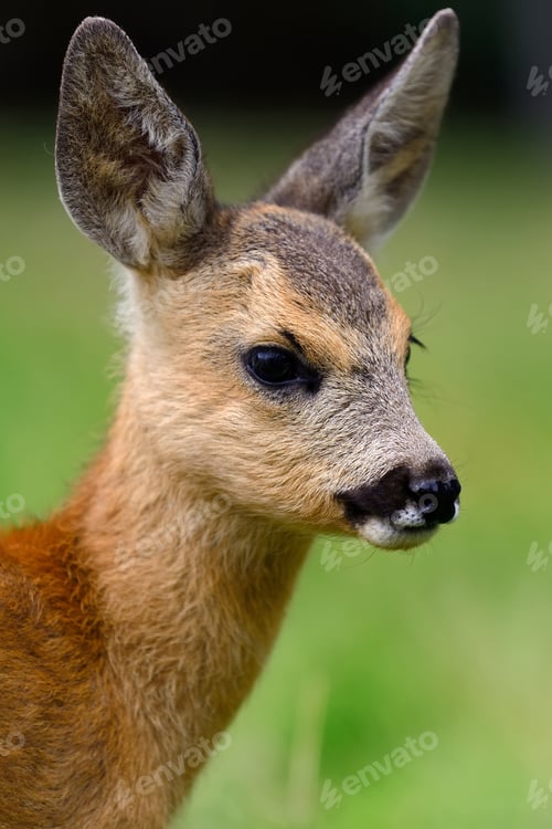 Preview: Baby roe deer on summer meadow