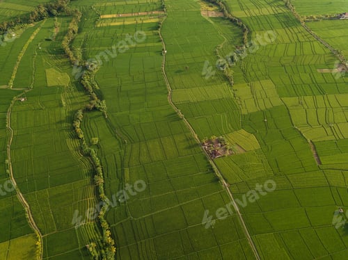 Preview: Aerial view of rice fields,Bali,Indonesia