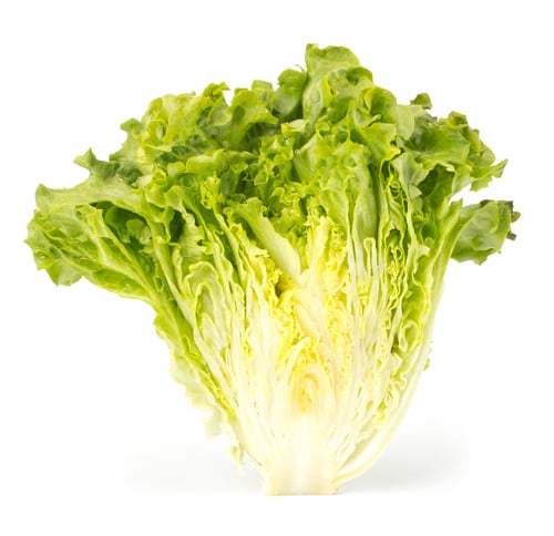 Preview: Fresh lettuce salad bunch isolated on white background