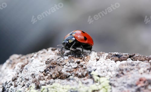 Preview: Ladybug
