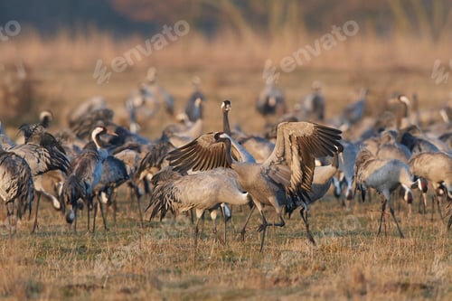 Preview: Common crane (Grus grus)