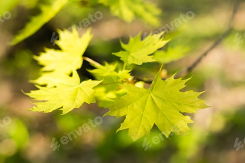 Preview: Young green maple leaves on a branch. Beautiful background, bokeh. Forest landscape