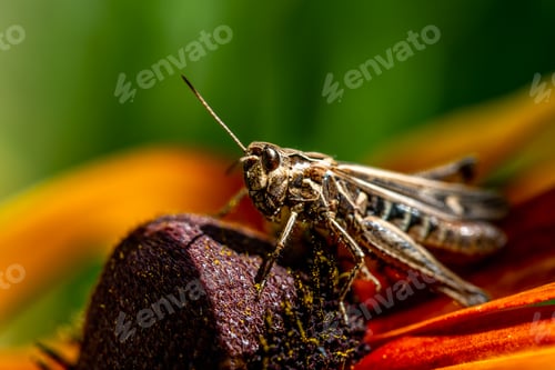 Preview: grasshopper resting on rudbeckia flower in garden
