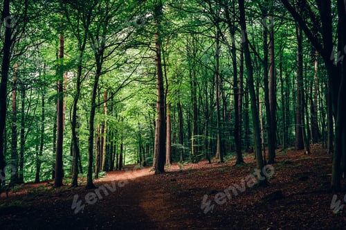 Preview: Path at the Dark forest during summer