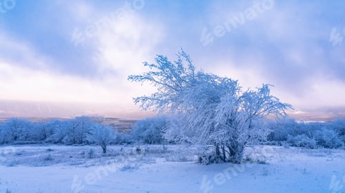 Preview: Icy tree in a snowy field
