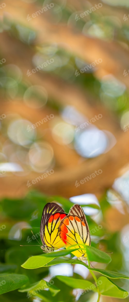 Preview: Two butterflies are breeding on the top on leavee tree. Delias hyparete metarete Butterflies