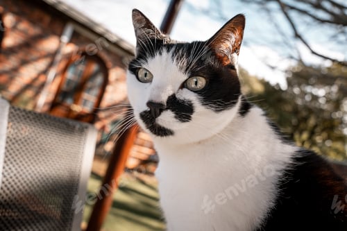 Preview: Of a black and white cat with a blurred background of a house and trees in daylight
