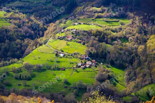 Preview: A hillside in Asturias, Spain, densely covered with numerous trees creating a lush and vibrant