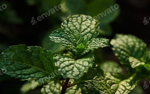Preview: Close-up view of pepper mint leaves