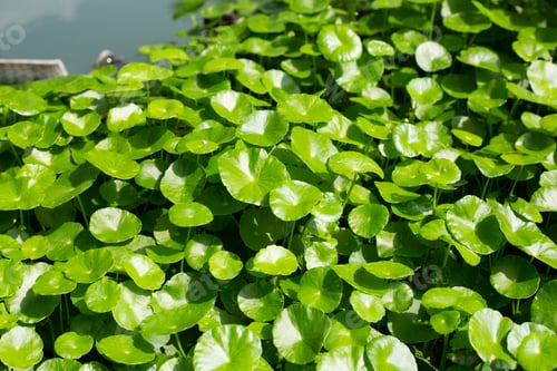 Preview: Centella asiatica (gotu kola). Fresh green leaves herb background.
