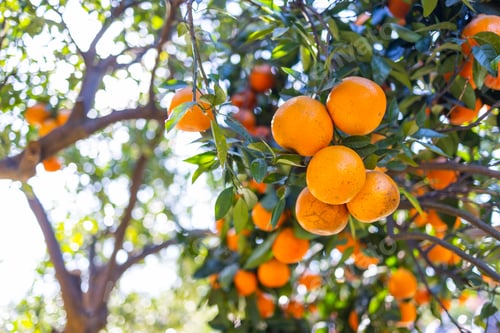 Preview: Organic orange tree farm garden