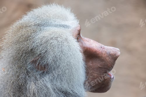 Preview: Portrait of a male baboon (papio)