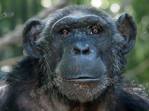 Preview: Chimpanzee