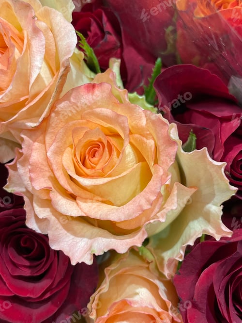 Preview: Elegant Floral Display of Roses in Bloom