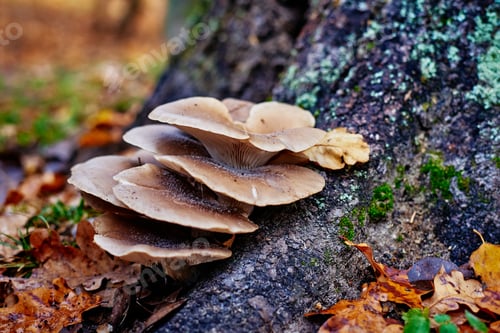 Preview: Oyster mushroom on the tree in autumn