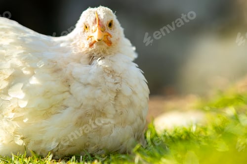 Preview: Hen feed on traditional rural barnyard. Close up of chicken sitting on barn yard