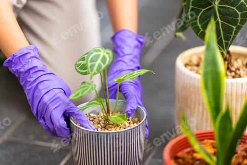 Preview: Woman put her plant into a pot at home