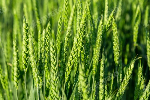 Preview: Green field in field