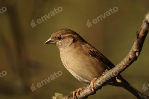 Preview: Brown female common sparrow on neutral background