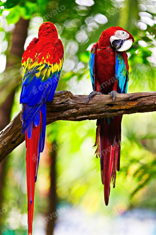 Preview: Colorful Parrots - I am not talking to you