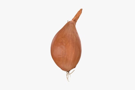 Preview: Golden Onion Bulb with Roots