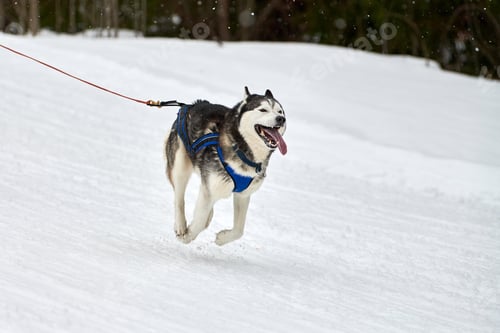 Preview: Running Husky dog on sled dog racing