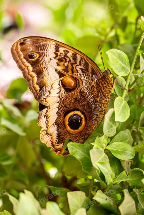 Preview: Wonderful butterfly Morpho peleides sitting on a leaf.