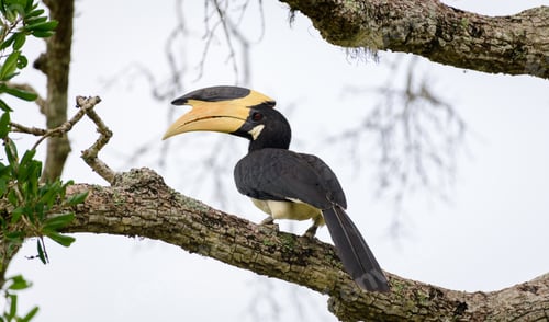 Preview: Malabar pied hornbill perch on a tree branch, rear close up view. large yellow-billed exotic bird