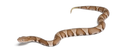Preview: Young Copperhead snake or highland moccasin - Agkistrodon contortrix(poisonous)