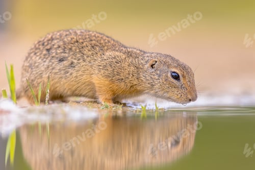 Preview: European ground squirrel drinking water