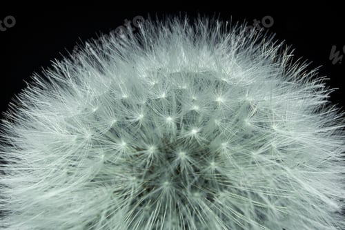 Preview: Beautiful macro shot of fluffy white dandelion seeds on a black background