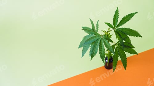 Preview: CBD Cannabidiol oil and cannabis leaves on minimal orange and green background. CBD hemp oil in