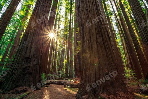 Preview: Sunrise In The The Redwoods At Redwoods National And State Parks California