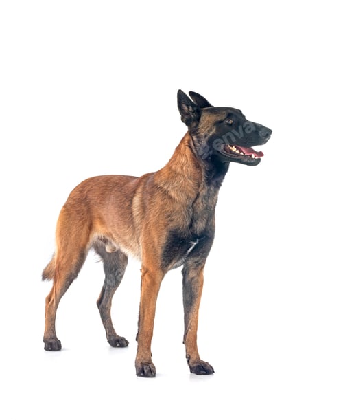 Preview: malinois in studio