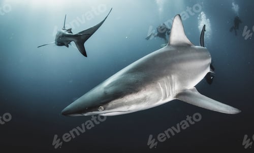 Preview: Blacktip ocean shark swimming in tropical underwaters