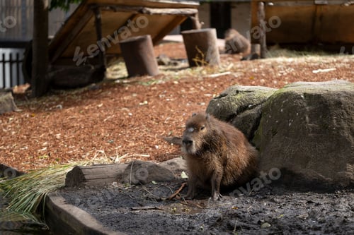 Preview: Capybara in Zoo Enclosure