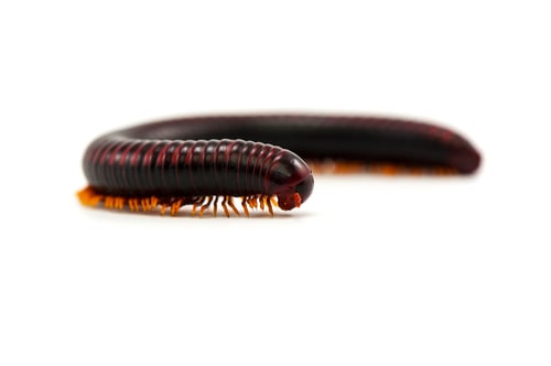 Preview: centipede millipede isolated on white background