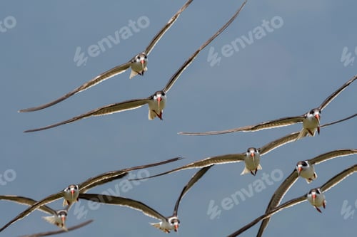 Preview: African skimmers (Rynchops flavirostris), in flight, Lake Jipe, Tsavo, Kenya, Africa