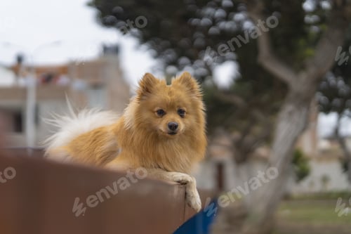 Preview: Adorable pomeranian dog relaxing on a bench in the city