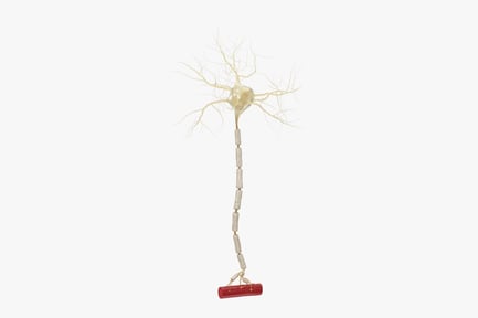 Preview: Detailed Motor Neuron with Myelin Sheath