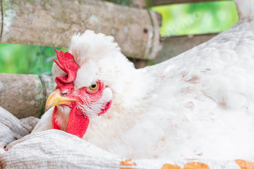 Preview: Gallus gallus domesticus, white peasant hen angry while laying an egg in a guadua henhouse