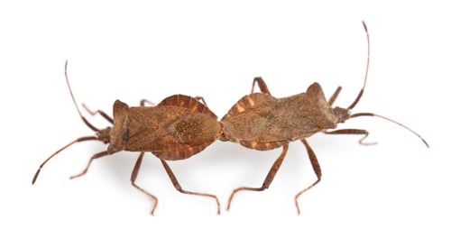 Preview: Dock bugs mating, Coreus marginatus, in front of white background