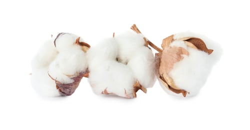 Preview: Beautiful fluffy cotton flowers on white background