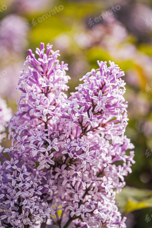 Preview: Vibrant array of purple lilac blooms in the garden