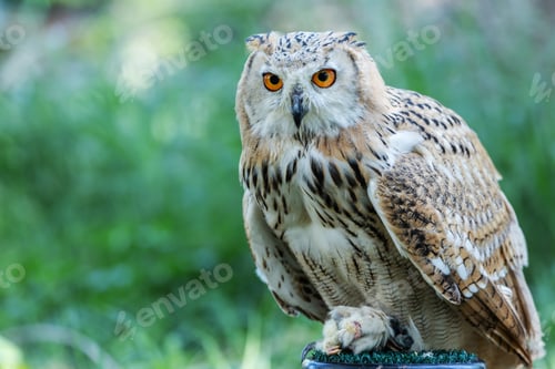 Preview: A Siberian eagle owl rests alertly on a perch
