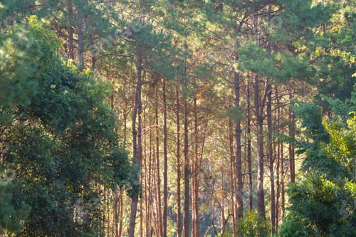 Preview: Lush green trees in tropical forest. Nature landscape background.