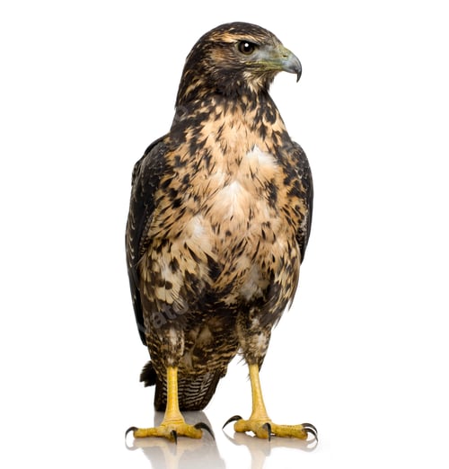 Preview: Young Black-chested Buzzard-eagle () - Geranoaetus melanoleucus