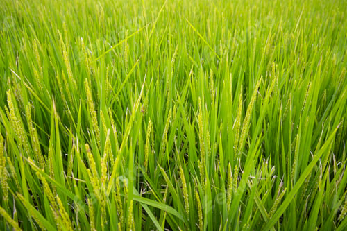 Preview: Paddy rice field in countryside