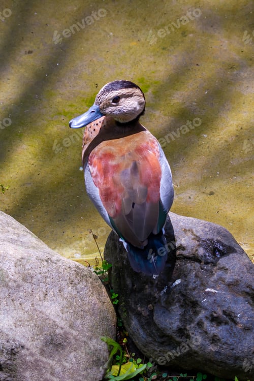 Preview: Brown Duck